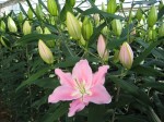 [COMPANION CH 1820 110220.JPG]